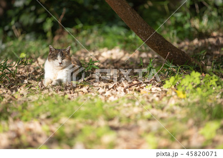 野良猫　動物 45820071