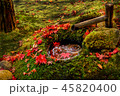 紅葉の手水鉢 45820400