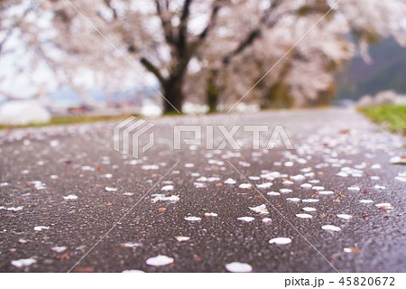 雨道の桜 45820672