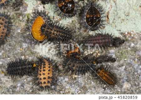 生き物 昆虫 ヒメアカホシテントウ 蛹と幼虫です バラ科の木につくカイガラムシ類の天敵 農家の味方の写真素材 生き物 昆虫 ヒメアカホシテントウ 蛹と幼虫です バラ科の木につくカイガラムシ類の天敵 農家の味方の写真素材