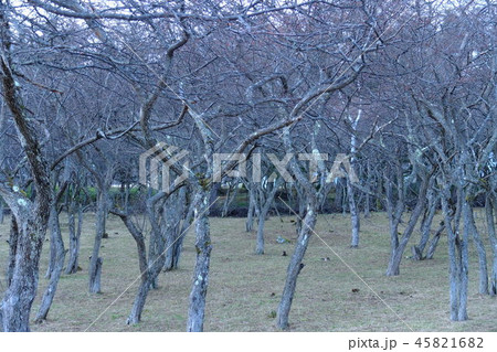 立ち並ぶ落葉した低木 45821682