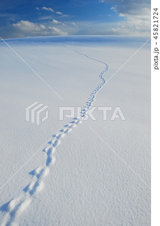 北海道の雪景色 新雪 北海道の雪景色 新雪 45821724