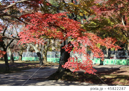 奈良公園 紅葉と鹿 奈良公園 紅葉と鹿 45822287