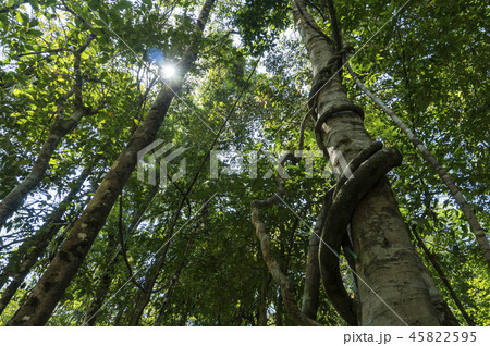 Lush Jungles with Lianas and Bamboo in a Tropical Forest 45822595