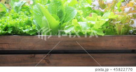 野菜栽培のイメージ背景 45822770