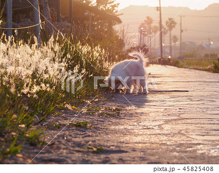夕暮れ時の散歩 45825408