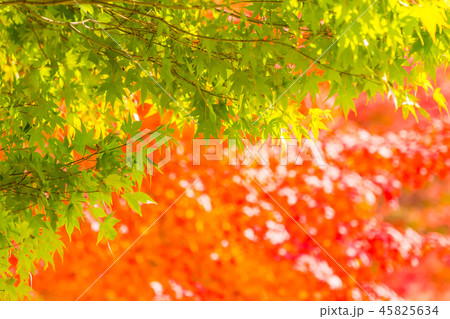 Beautiful red and green maple leaf on tree Beautiful red and green maple leaf on tree 45825634