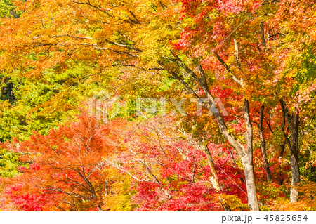 Beautiful red and green maple leaf on tree 45825654