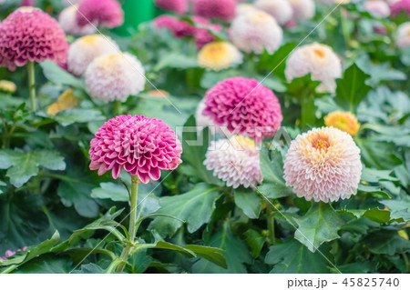 Beautiful flower in the garden Beautiful flower in the garden 45825740