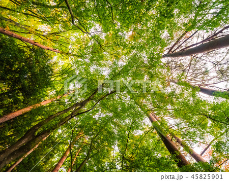 Beautiful landscape of big tree in the forest with low angel view 45825901