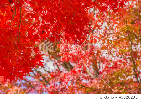 Beautiful red and green maple leaf on tree Beautiful red and green maple leaf on tree 45826238
