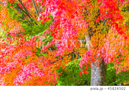 Beautiful red and green maple leaf on tree 45826502