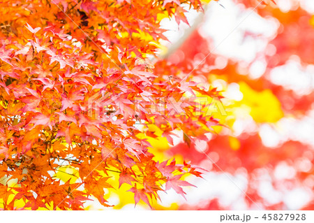Beautiful red and green maple leaf on tree Beautiful red and green maple leaf on tree 45827928