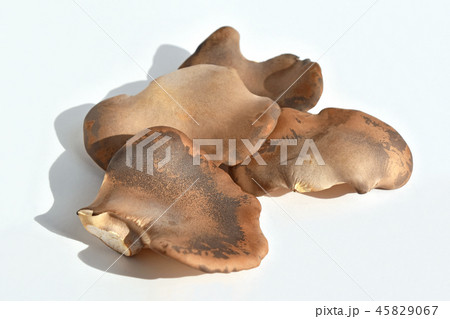 クロアワビタケ(黒あわび茸) クロアワビタケ(黒あわび茸) 45829067