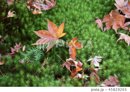 香嵐渓 苔とモミジ 香嵐渓 苔とモミジ 45829203