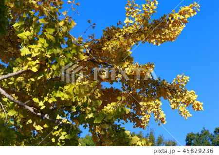 紅葉 45829236