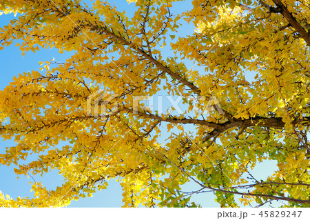 紅葉 45829247