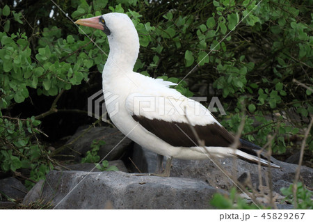 ナスカカツオドリ 45829267