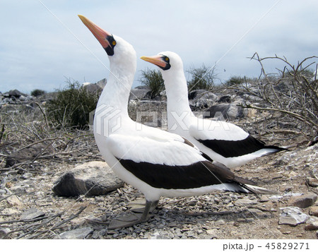 ナスカカツオドリ 45829271