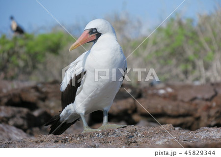 ナスカカツオドリ 45829344