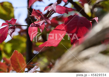 ニシキギの紅葉 45829554