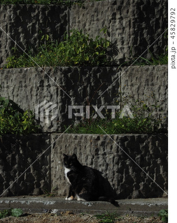 黒猫・お澄まし 黒猫・お澄まし 45829792