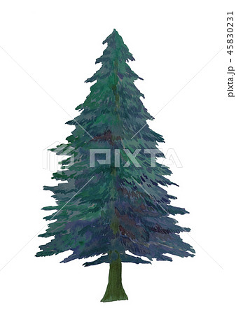Abies　もみの木　夜　水彩 45830231