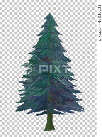 Abies　もみの木　夜　水彩 45830231