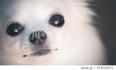 見つめるロングコートチワワ 見つめるロングコートチワワ 45830855