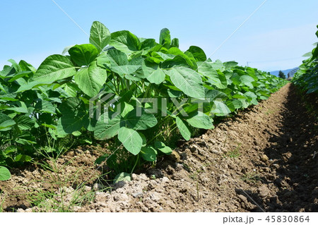 大豆畑 45830864