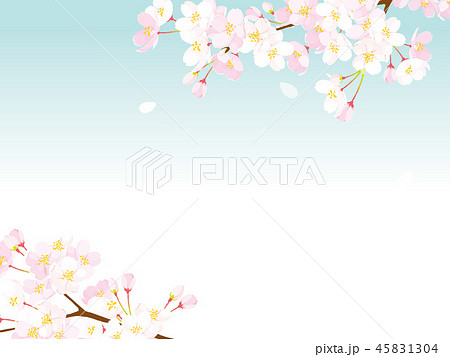 桜 背景イラストのイラスト素材