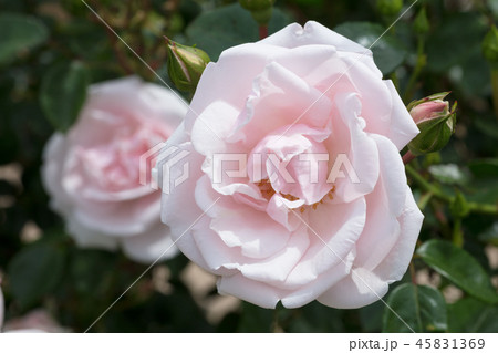 ピンクのバラの花 ピンクのバラの花 45831369