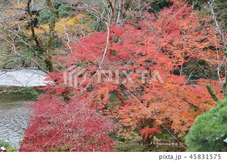 奥多摩の紅葉 45831575