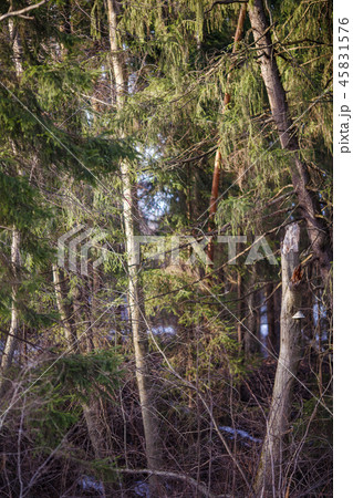 Image of forest with a little bit of snow 45831576
