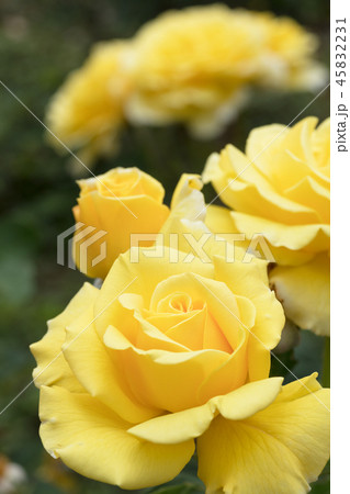 黄色いバラの花 45832231
