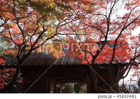 淡路島　東山寺の紅葉 45832481