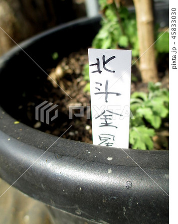鉢植えの菊のネームタグ 鉢植えの菊のネームタグ 45833030