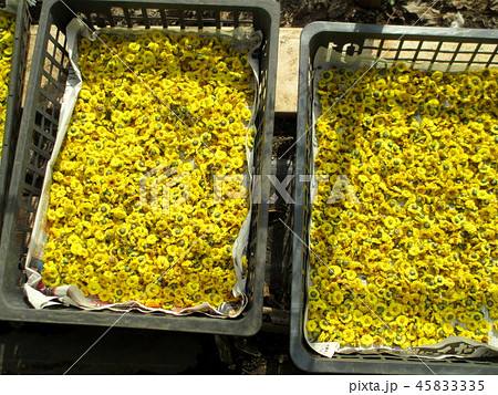 菊の花の天日干し 45833335