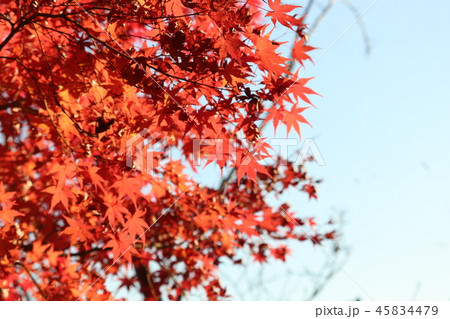 紅葉 45834479