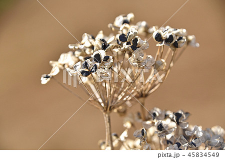 ニラの種 45834549