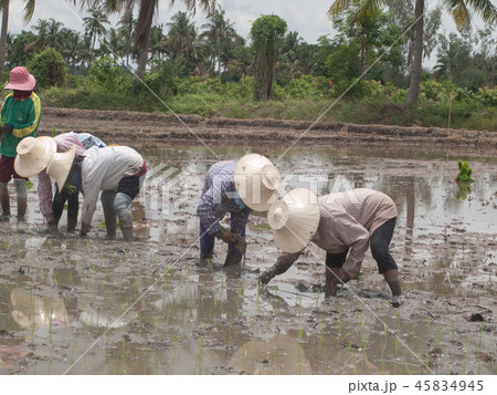 working farmers 45834945