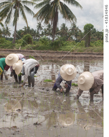 working farmers working farmers 45834946