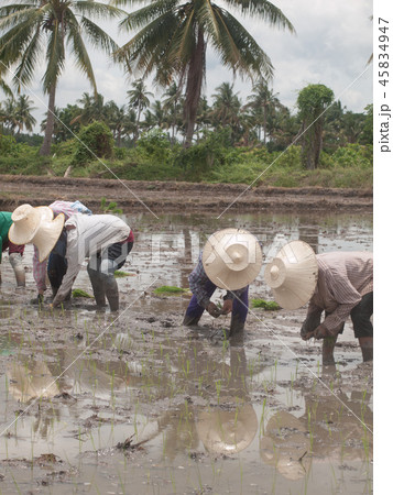 working farmers working farmers 45834947