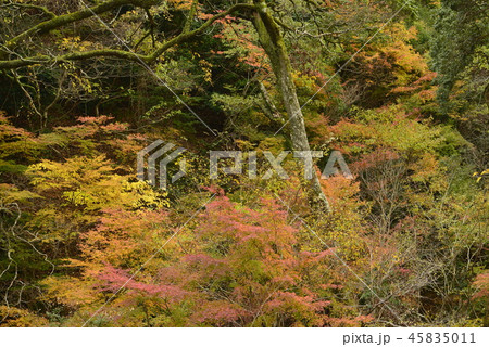【大阪府　箕面市】箕面公演の紅葉 45835011