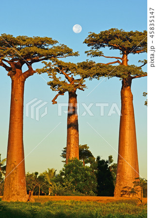 バオバブ街道と月 45835147