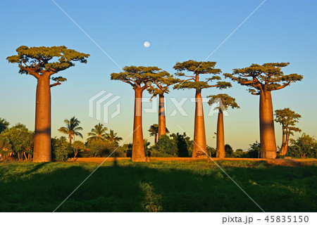 バオバブ街道と月 45835150