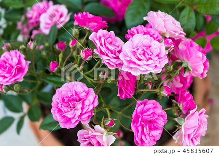 Fairy Rose Fairy Rose 45835607