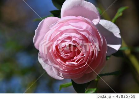 バラ（ヘリテージ） 45835759