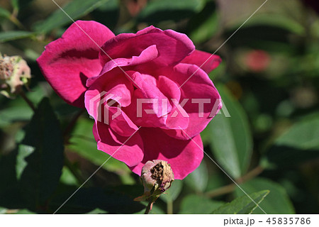 バラ（コウシンバラ） 45835786