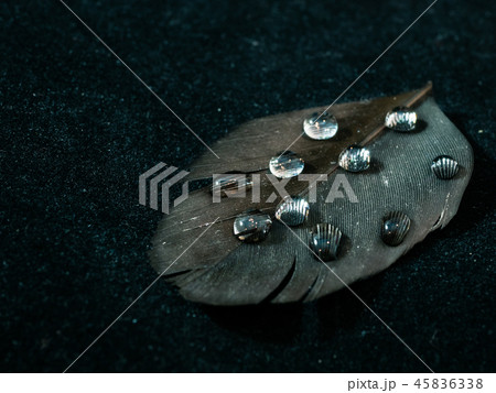 water drops on a black bird feather 45836338